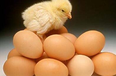 早晨吃鸡蛋对身体是好还是坏？很多人都不知道