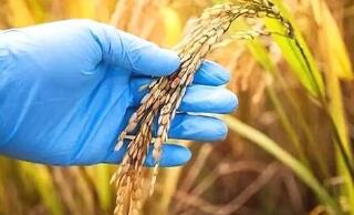 有机食品、转基因食品哪个更安全？ 答案可能和你想的不一样