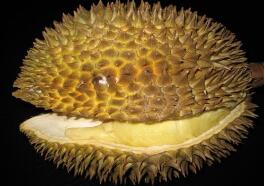 进入瓜果飘香季你还在谣言“指导”下吃水果？