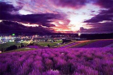 潍坊临朐九山镇建设薰衣草小镇初见成效