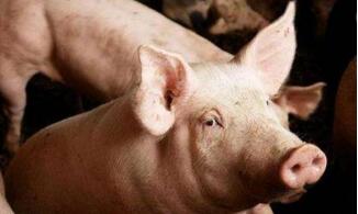 全面禁止餐厨剩余物饲喂猪 畜牧兽医局释疑防猪瘟