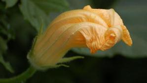 吃有机食品能防癌？专家：夸大其辞