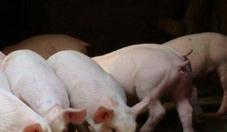 四川全面暂停生猪和生猪制品入川 全力阻止非洲猪瘟