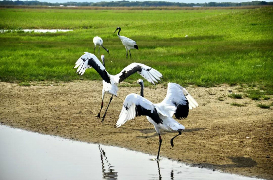 关键词四：守望绿色