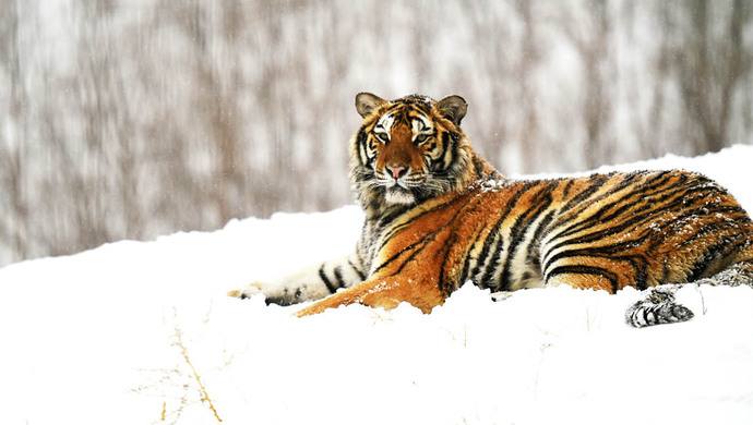 关键词五：“王者归来”