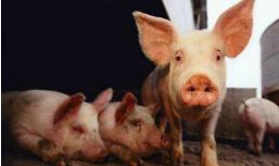 农业农村部：四川省高县发生非洲猪瘟疫情