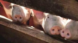 非洲猪瘟疫区再添5省份 全国已有18省份发生疫情