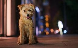 遛狗不牵绳、不及时清理犬类粪便？多地出台“最严”犬类管理条例