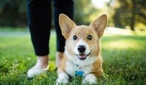 最严养狗令：违规受罚两次以上纳入严重失信名单