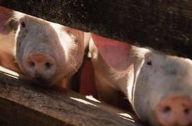 北京通州发现非洲猪瘟疫情 疫点疫区生猪全部扑杀