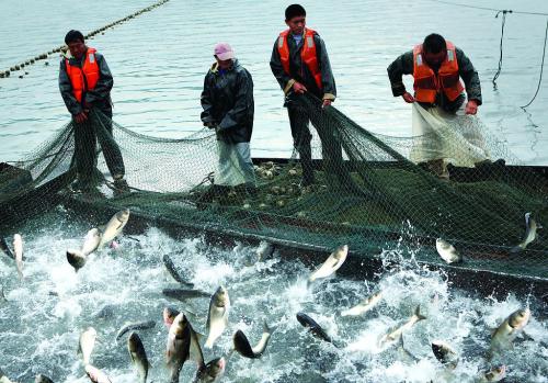 多部委联合执法打击非法远洋捕捞，国内企业不得为IUU提供便利