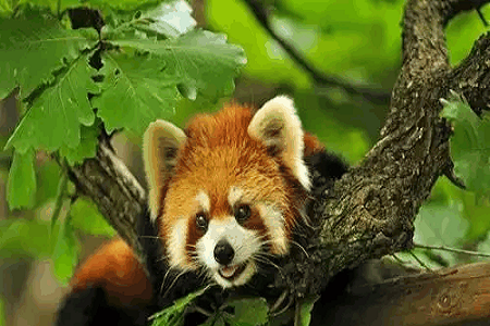 中德生物多样性与生态系统服务研讨会在云南普洱举行