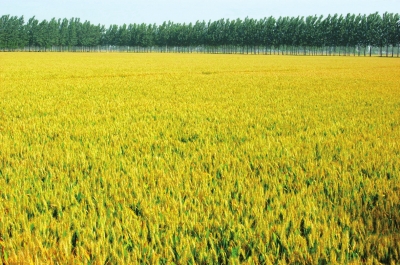 河南延津农商行侵害股东权利，违规授信放大风险被处罚