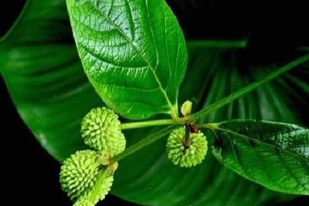 云南初建成我国药用植物基因组学数据库