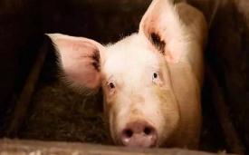 农业部已连续一周未发布新的非洲猪瘟疫情