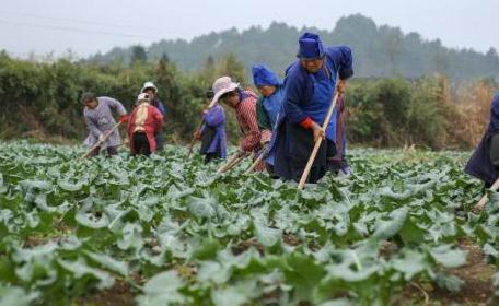 四部门：打击制售假劣肥料行为 严查价格欺诈等行为