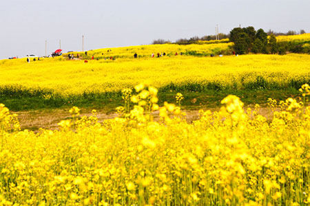 春暖花开！出游踏青正当时