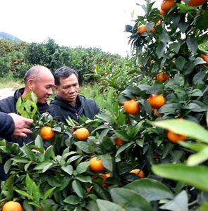 柑橘果园里的“虾”——“关注土壤健康，发展绿色农业”系列报道之四
