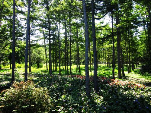 重点布控严防死守努力实现火灾零发生 确保打赢清明森林防火“攻坚战”