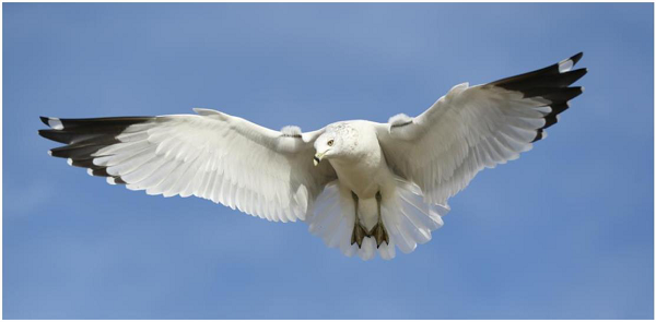 美国西来大学牵手北京大学，中美文化交流更进一步