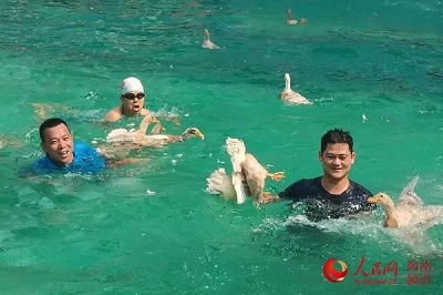 昌江三月三庆典4月7日开幕 游园抓鸭子乐趣连连