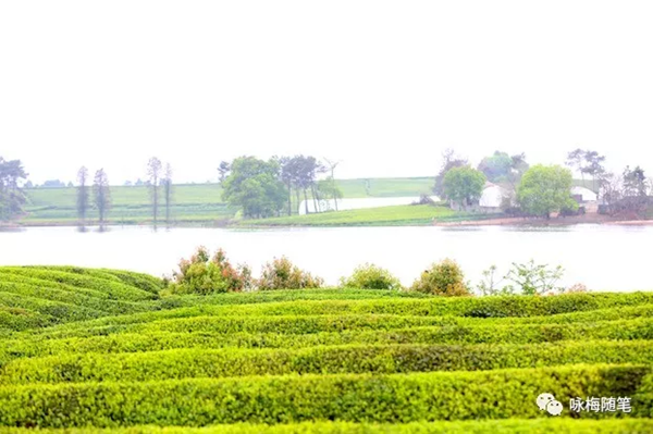 烟花三月下江南，柳绿花红写兰溪&mdash;&mdash;再访浙江兰溪感受这座城市的变迁