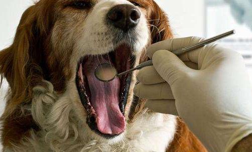 宠物医疗乱象：超范围经营 收费任性且差异较大