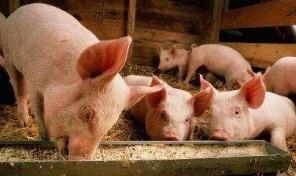 农村全面禁养猪和鸡？权威解读：4个区域为禁养区