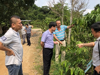 海南农垦大丰咖啡集团赴兴隆咖啡产区考察取经