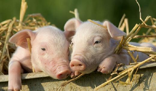 年内涨50%都算“绩差生” 超级周期下猪肉股还能火多久