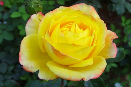 2019世界月季洲际大会在河南南阳开幕 签约招商项目88个，合同引资额297亿元