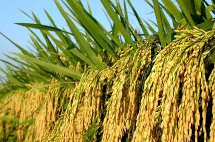 超级稻既稳产又保护环境助力粮食安全和减贫