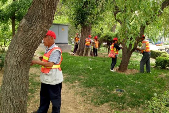 飞絮袭扰京城 北京平谷：给2万株杨柳树&ldquo;打针&rdquo;