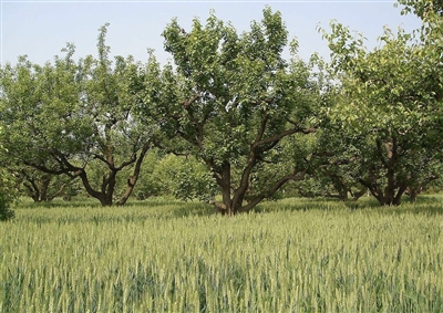 山西“数字乡村”建设让农村大变样
