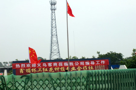 种好梧桐树，引来金凤凰——河南卫辉鑫福林“卫红花”迎来浙江客商考察合作