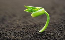 肥料供给太“奢侈”  农作物品质反而下降