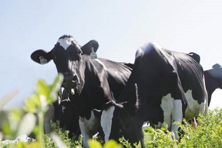 河北省加快推进奶业振兴 力争2022年婴幼儿乳粉市场占有率全国第一