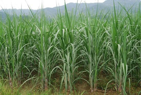广西来宾：兴宾区荣获第二批国家区域性甘蔗良种繁育基地榜单