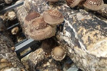 山东成为全国最大食用菌菌棒出口基地