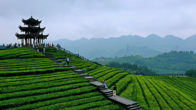 万里茶道湖北寻迹之旅调研活动走进天门、恩施