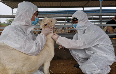 河南外贸新亮点：首次从新西兰引进903只优质奶山羊