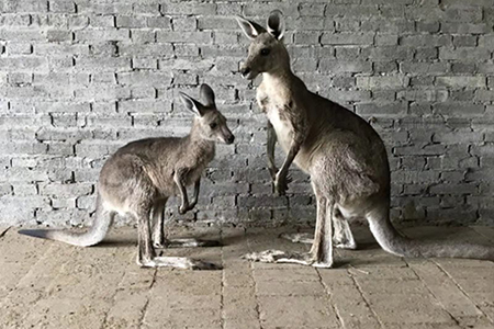 河南首次从俄罗斯进口4只灰大袋鼠