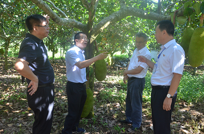 海南省副省长刘平治一行到海南农垦南金农场公司开展专项调研