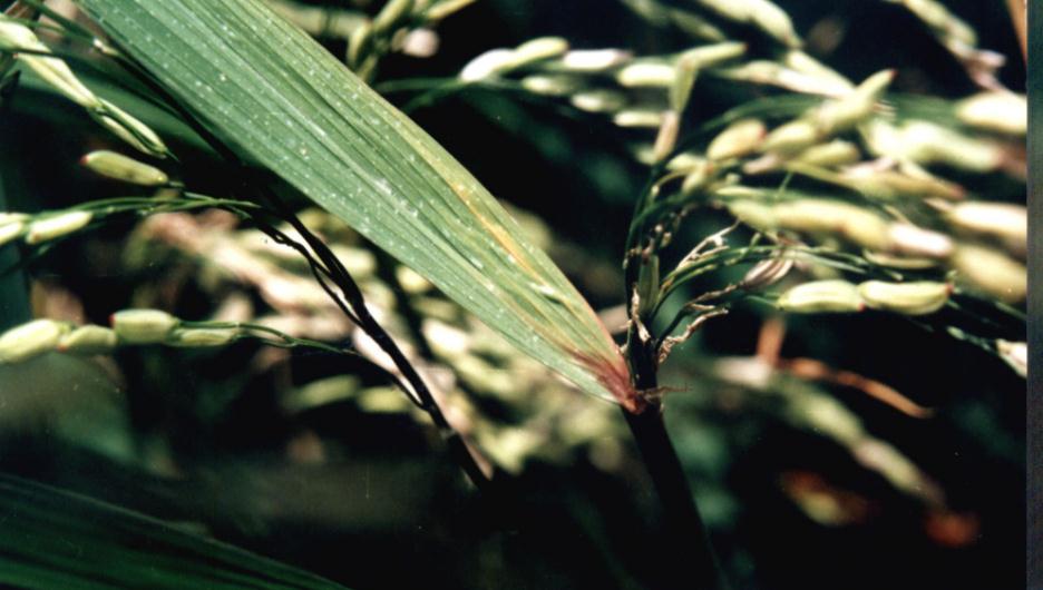 水稻抗稻瘟病钙通道蛋白调控分子机制揭示