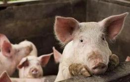 政策落地促生猪均价出现下跌态势 下半年通胀压力可控