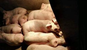 身边物价怎么看：物价平稳有基础 生猪养殖渐恢复