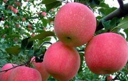 苹果价格攀升 产业发展短板显现：产业如何更“红”？