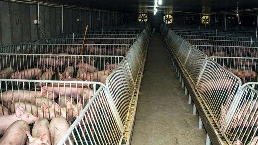 发改委：实施生猪规模化养殖场建设补助项目