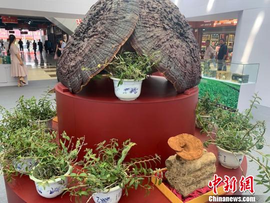 访&ldquo;江南药谷&rdquo;浙江磐安：振兴中药产业让沃野生金