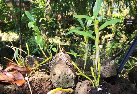 点石成金！探寻海口“明星村”迈向乡村振兴的“密码”